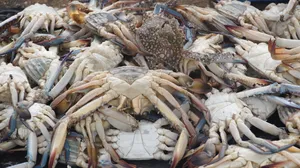 海鲜、螃蟹、食物、美食、美食、地中海、菲舍尔、钓鱼