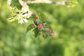 自然，植物，叶，花，生长，脆弱，自然之美，开花植物