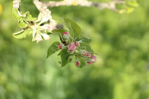 自然,植物,叶,花,生长,脆弱,自然之美,开花植物 自然,植物,叶,花,生长,脆弱,自然之美,开花植物