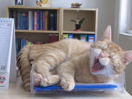 橙色, 猫, 说谎, 文件, 机架, 宠物, 动物, 国内