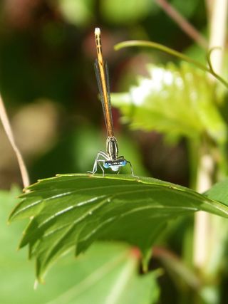 蜻蜓，橙色蜻蜓、树叶、飞虫、植物部分、无脊椎动物、绿色、特写