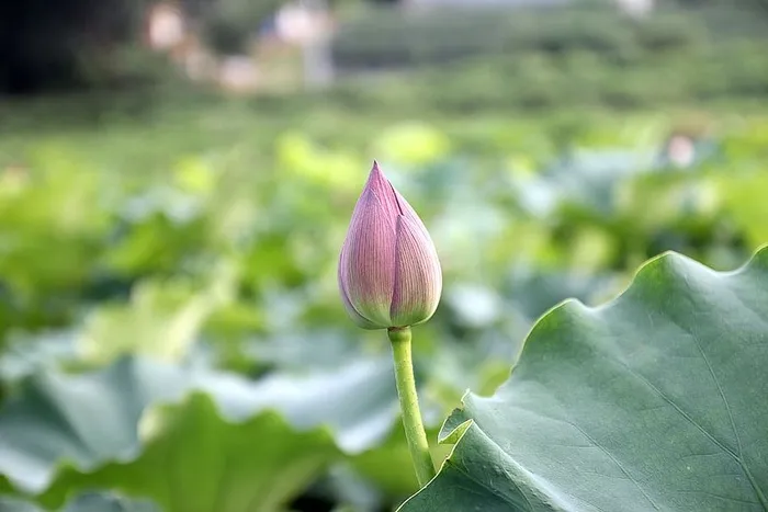 莲花，开花，开花，花，芽，水生，植物，粉色