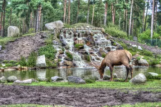 赫斯基，塞伦盖蒂国家公园，hang ha，动物，动物园，动物围栏，围栏，植物，哺乳动物
