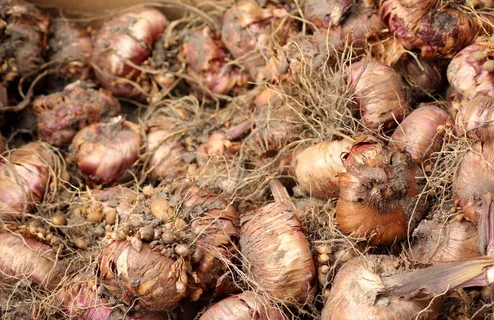 球茎，种植，郁金香球茎，春天，花园，植物，郁金香，园艺工程