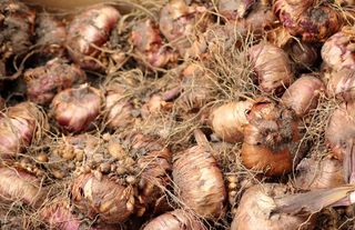 球茎，种植，郁金香球茎，春天，花园，植物，郁金香，园艺工程