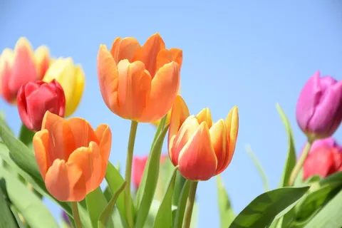 郁金香,空气,春天,荷兰,颜色,花,植物,开花植物 郁金香,空气,春天,荷兰,颜色,花,植物,开花植物