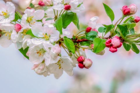 花朵,装饰,雨滴,树枝,苹果花,粉白色,花蕾,红粉色 花朵,装饰,雨滴,树枝,苹果花,粉白色,花蕾,红粉色