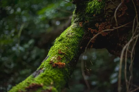 英国，伯肯黑德，比斯顿，森林灯，森林，苔藓，植物，生长