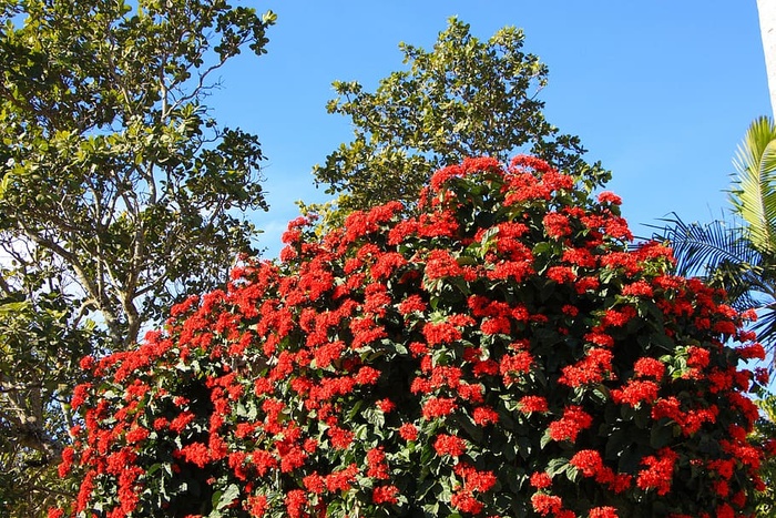 红色，花朵，红色花朵，红色大丽花，植物，开花植物，生长，自然之美