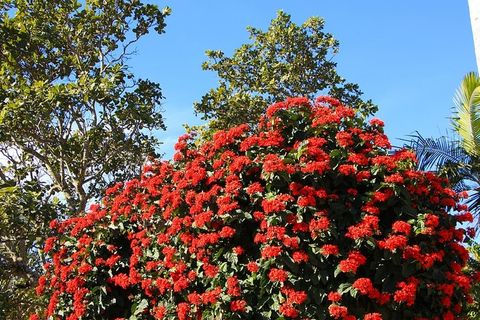 红色，花朵，红色花朵，红色大丽花，植物，开花植物，生长，自然之美