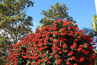 红色，花朵，红色花朵，红色大丽花，植物，开花植物，生长，自然之美