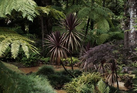 葡萄牙、亚速尔群岛、圣米格尔岛、诺斯特拉公园、树木、植物、生长、棕榈树、热带气候
