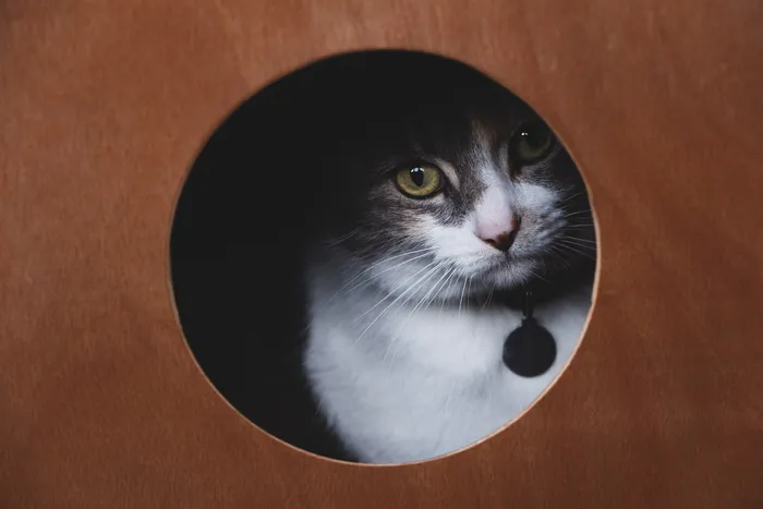 短毛白灰猫