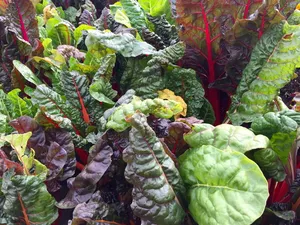 瑞士甜菜，绿叶蔬菜，甜菜，叶子，绿色，彩虹甜菜，碱性，食品