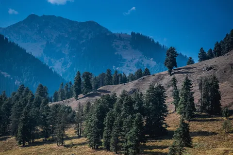 秋季, pahalgam, 秋季季节, 清晨, 山, 树, 松树, 天空 秋季, pahalgam, 秋季季节, 清晨, 山, 树, 松树, 天空