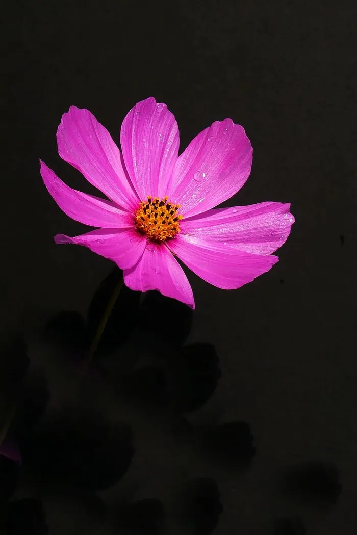 粉色宇宙花特写。