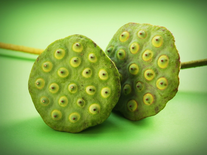 莲花、种子、花、叶、豆荚、印度、特写、孤立