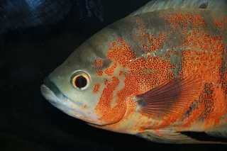 天牛，鱼，慈鲷，水族馆，海底世界，动物，黑色背景，捕食者