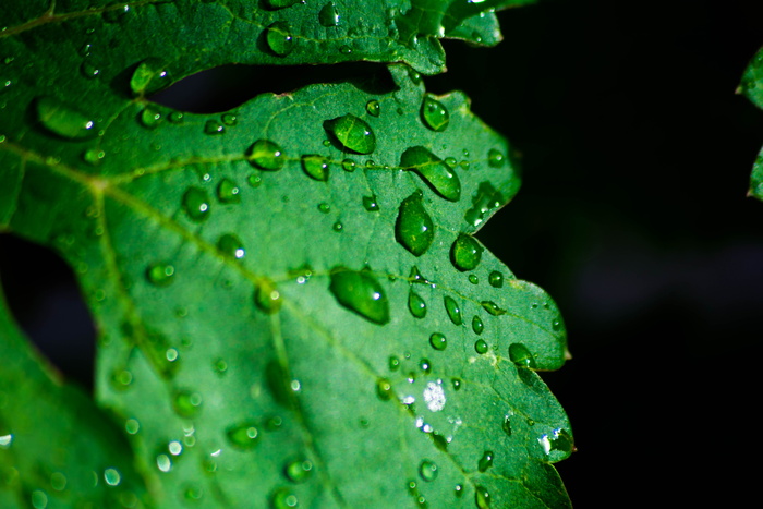 绿色，叶子，植物，湿，水，雨滴，黑暗，模糊