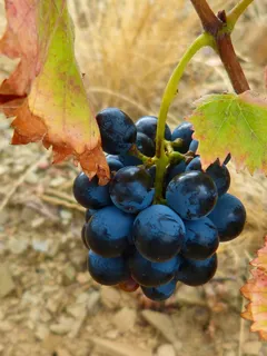 藤,葡萄,garnatxa,priorat,板岩,食品和饮料,食品,水果 藤,葡萄,garnatxa,priorat,板岩,食品和饮料,食品,水果