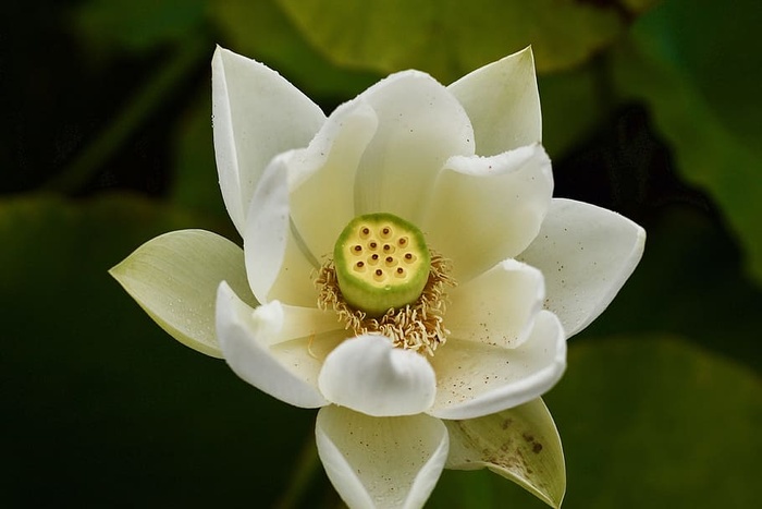 水礼来，水礼来，池塘，白色，花，焦点，平静，开花植物