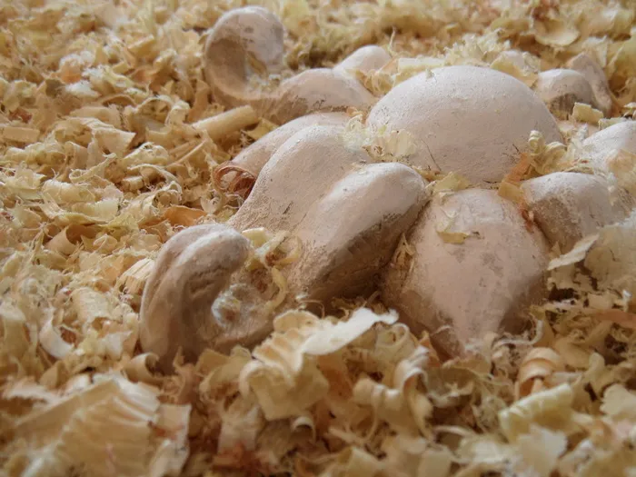 木屑、花、雕塑、木屑、食品和饮料、食品、特写