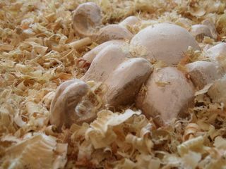 木屑、花、雕塑、木屑、食品和饮料、食品、特写