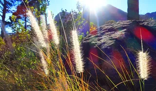 南非, 开普敦, 植物, 阳光, 增长, 镜头光晕, 性质, 阳光