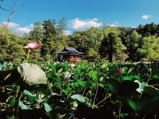 日本，美国，shi，2859 minamiusa，日本，湖泊，禅宗，神社，寺庙