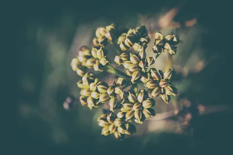 一朵野花的特写镜头，摄于英国肯特州的Bishopstone