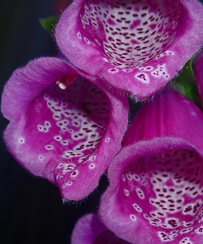 毛地黄，紫色，花，颜色，彩色，自然，花瓣，特写