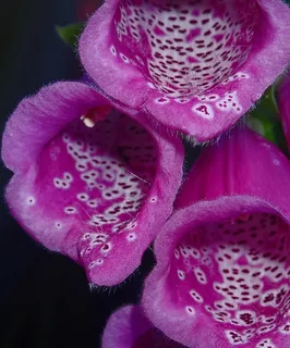 毛地黄,紫色,花,颜色,彩色,自然,花瓣,特写 毛地黄,紫色,花,颜色,彩色,自然,花瓣,特写