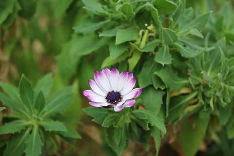 花，自然，春天，美丽，花，春天，美丽，美丽，植物