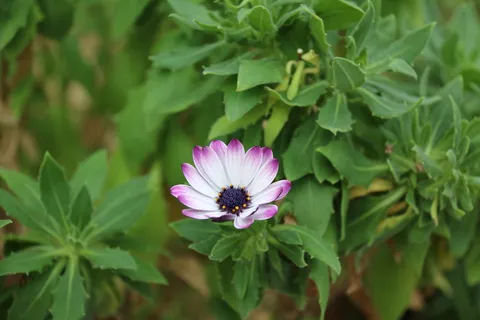 花,自然,春天,美丽,花,春天,美丽,美丽,植物 花,自然,春天,美丽,花,春天,美丽,美丽,植物