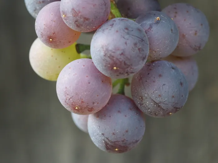 葡萄，水果，葡萄，食用，健康，绿色，酿酒，食品