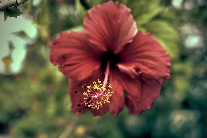 特写摄影中的红芙蓉