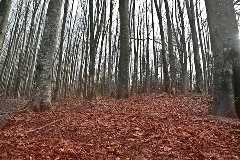 秋天落叶路径的低角度视图