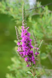 紫色loosestrife,野花,高大,紫色,水边,河岸植物,特写,开花植物 紫色loosestrife,野花,高大,紫色,水边,河岸植物,特写,开花植物