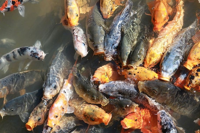 浅滩，锦鲤鱼，锦鲤，鱼，池塘，水，动物，五颜六色