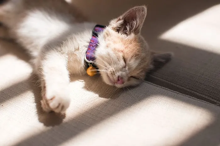 橙色的猫睡在灰色的地面上