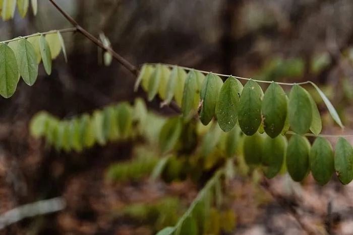 秋天在雾天向森林走去