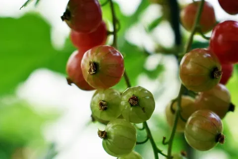 红醋栗,水果,黑醋栗,红色,红色水果,浆果,甜味,作物 红醋栗,水果,黑醋栗,红色,红色水果,浆果,甜味,作物
