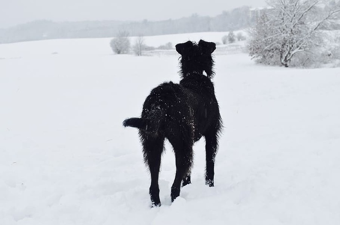 美国，艾姆斯伯里，伍德索姆农场，黑狗，邋遢，梗，白，雪