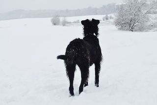 美国，艾姆斯伯里，伍德索姆农场，黑狗，邋遢，梗，白，雪