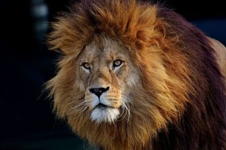 褐狮，狮子，捕食者，危险，鬃毛，猫，雄性，动物园