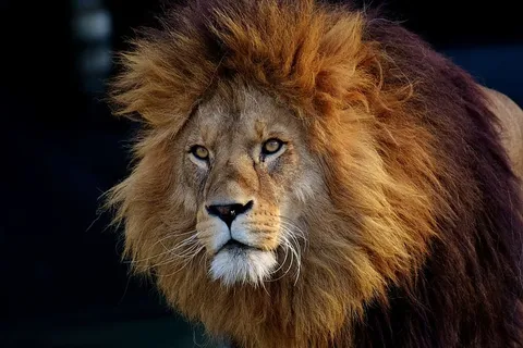 褐狮,狮子,捕食者,危险,鬃毛,猫,雄性,动物园 褐狮,狮子,捕食者,危险,鬃毛,猫,雄性,动物园
