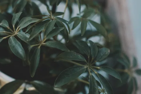 绿色、树木、树木、冬季、季节、秋季、春季、颜色 绿色、树木、树木、冬季、季节、秋季、春季、颜色