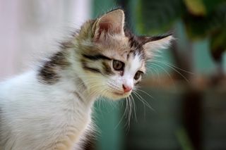 猫，宠物，婴儿，小猫，princeabid摄影，佳能，700d，白色