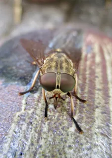 苍蝇、眼睛、昆虫、动物主题、动物、野生动物、一种动物、动物野生动物