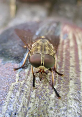 苍蝇、眼睛、昆虫、动物主题、动物、野生动物、一种动物、动物野生动物